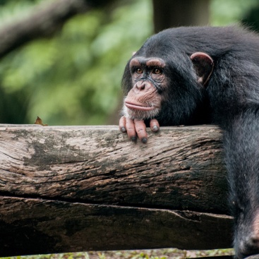 Šimpanzi primatoložky Jane Goodallové pomáhají v boji proti HIV