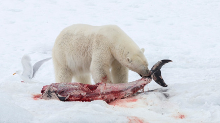 Lední medvědi v Arktidě si obohacují jídelníček. Žerou delfíny