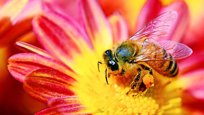 Další rána pro vymírající včely. Mikroskopická houba cílí i na jejich larvy