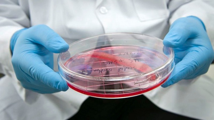 Výzkumníci hlásí průlom na cestě k pěstování orgánů v laboratoři