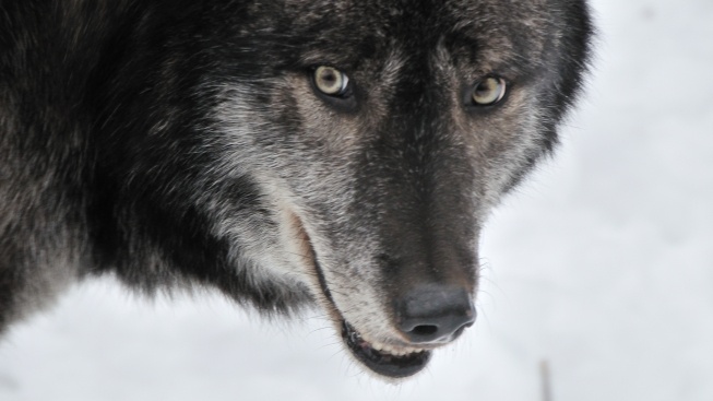 Psy jsme si ochočili mnohem dříve, než se předpokládalo