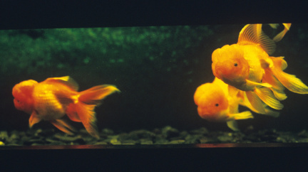 V Kanadě se přemnožily zlaté rybky a začaly nekontrolovaně růst