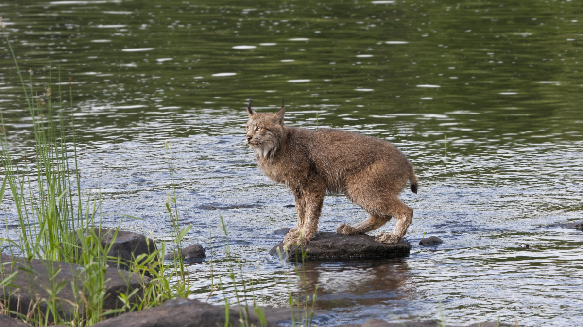 Záchranu vzácného rysa ve Španělsku komplikují automobily
