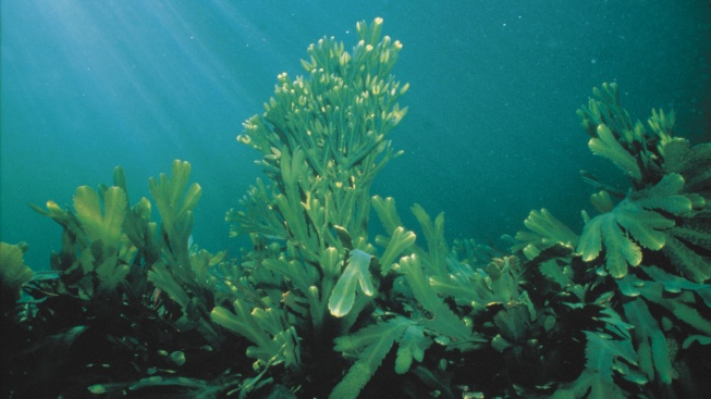 Polární řase stačí k životu méně než miliontina slunečního záření