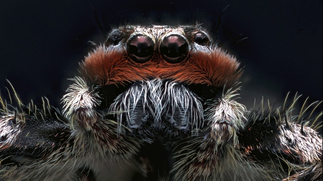 Čtyři páry očí a gymnastické výkony: Perfektní lovci pavoučí říše