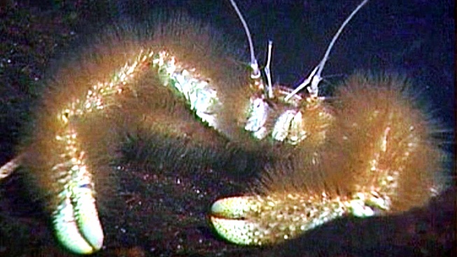 Podmořský 'yetti' si potravu pěstuje přímo na těle