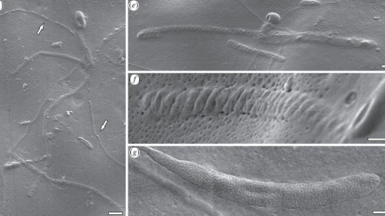 Vědci našli spermie staré 50 milionů let. Patří příbuzným žížal