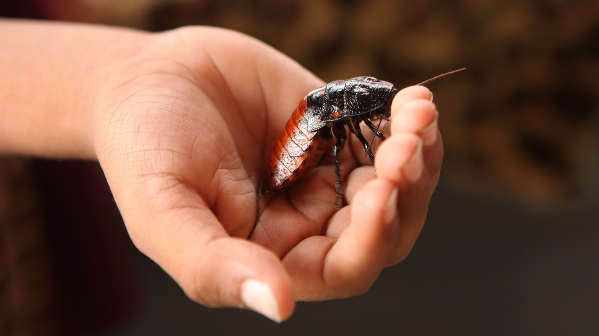 Jsou užiteční, nebojte. Japonská zoo chce švábům vylepšit reputací