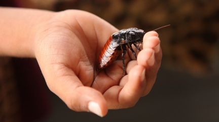 Jsou užiteční, nebojte. Japonská zoo chce švábům vylepšit reputací