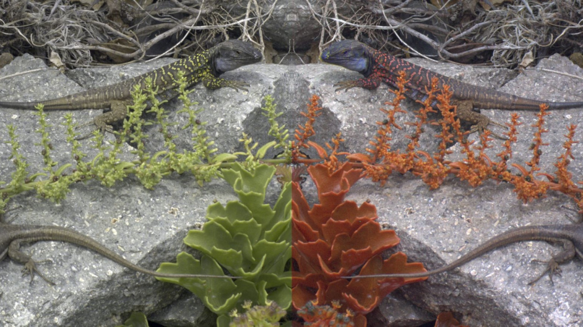 Chcete se podívat na svět očima zvířat? Nový program to umožňuje