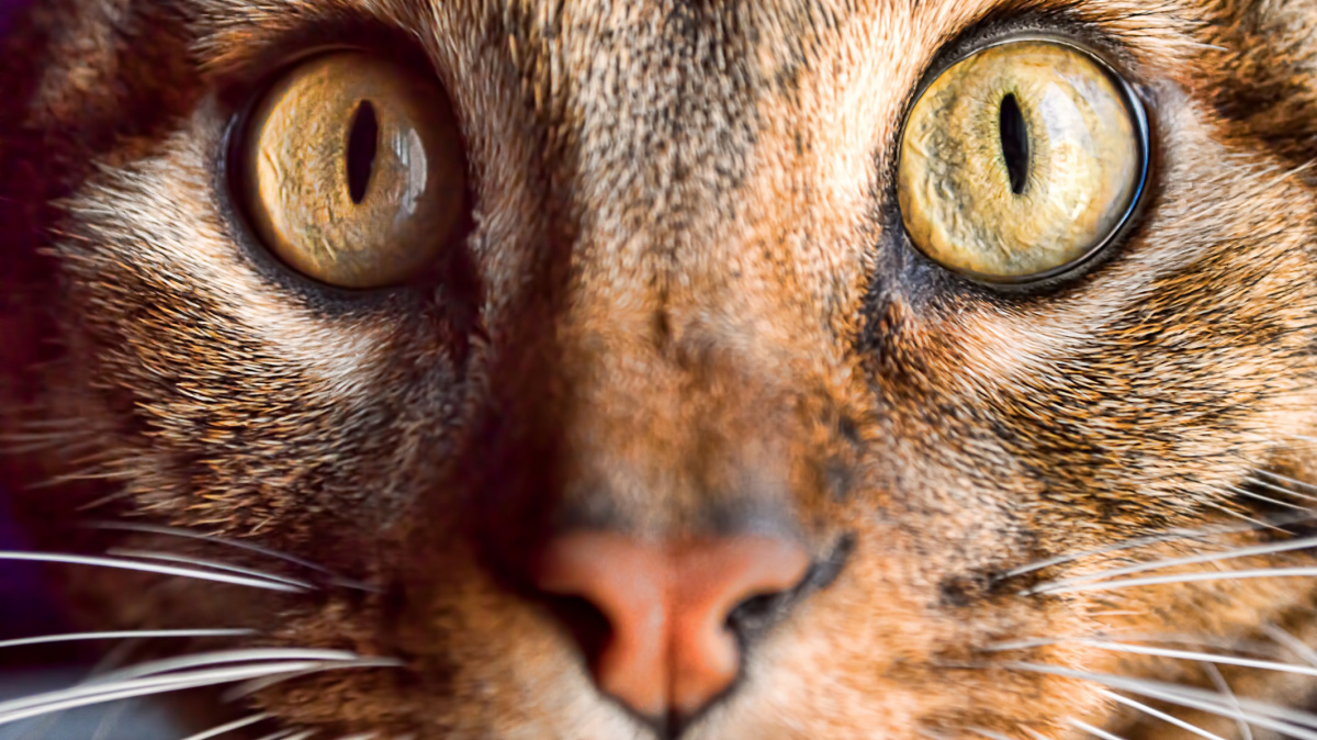 Babičko, proč máš tak divné oči? Tvar očí se u zvířat neliší náhodou!