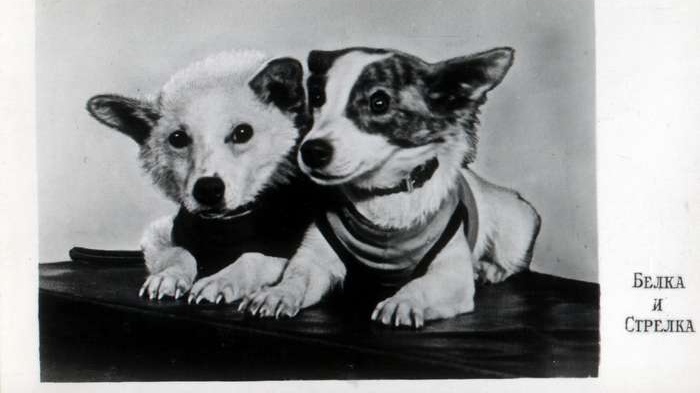 Bělka a Strelka: Od jejich historického výletu uplynulo 55 let!