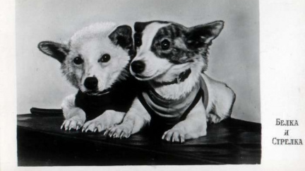 Bělka a Strelka: Od jejich historického výletu uplynulo 55 let!