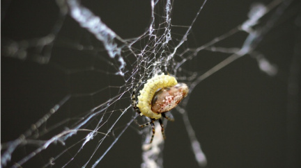 Živý mrtvý: Vosička ovládá pavoučího hostitele jako loutku
