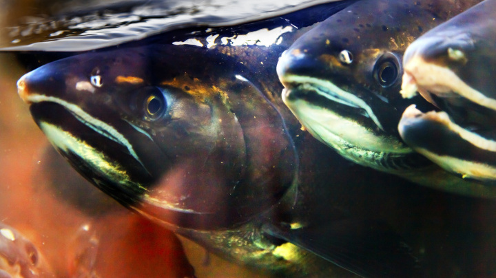 Člověk strůjcem evoluce: Lovné ryby jsou pod tlakem na 'vyšší fyzičku'