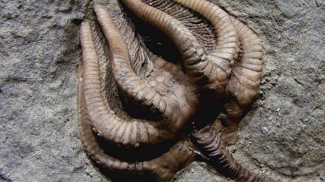 Napomohla produktivita oceánů velkému permskému vymírání?