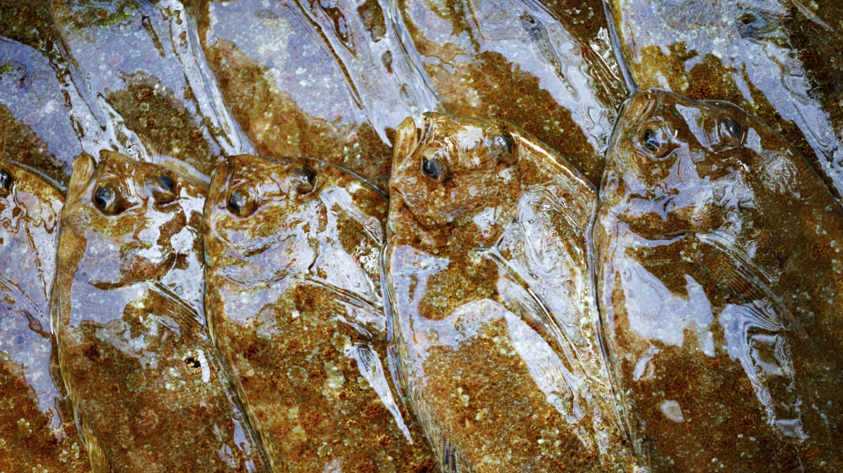 Rybí sliz opalovacím krémem budoucnosti?