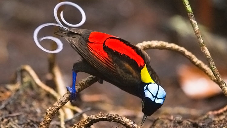 Seznamte se s nejpodivnějším ptákem na světě