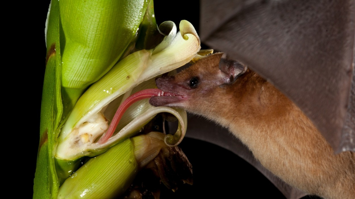 Tenhle netopýr má mezi savci nejdelší jazyk. Je delší než jeho tělo!