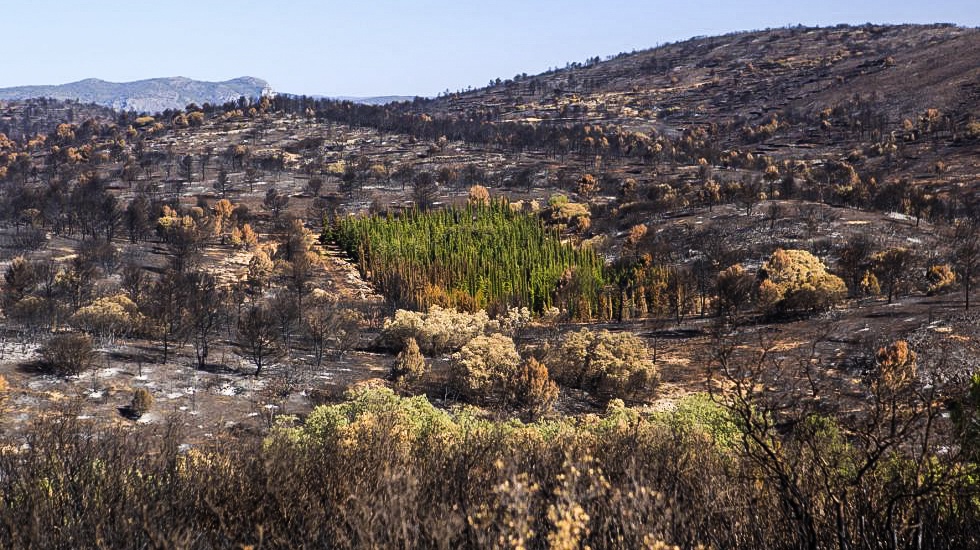 Vědci odhalili tajemství 'nehořlavých' stromů