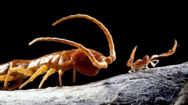 V rumunské jeskyni se vrátíte zpátky do pravěku