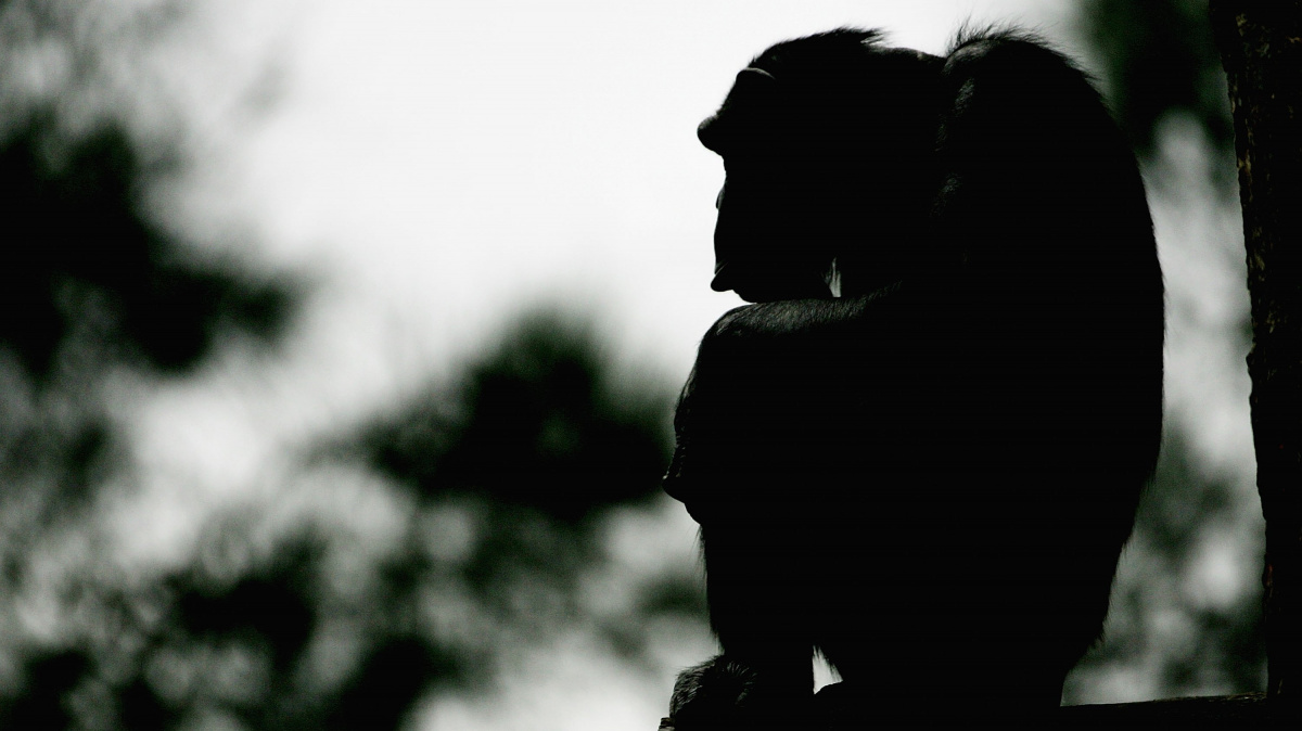 Zvířata trpí depresemi stejně jako lidé. Mohou za to geny?