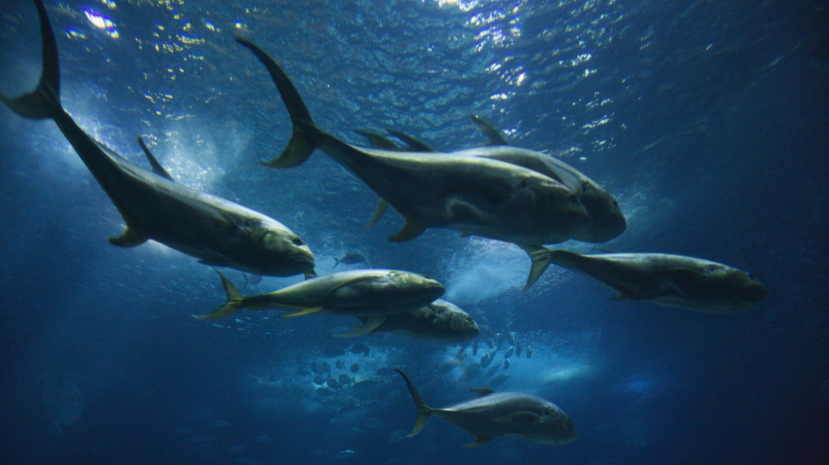 Počet mořských živočichů se za 45 let snížil o polovinu, informují ochránci