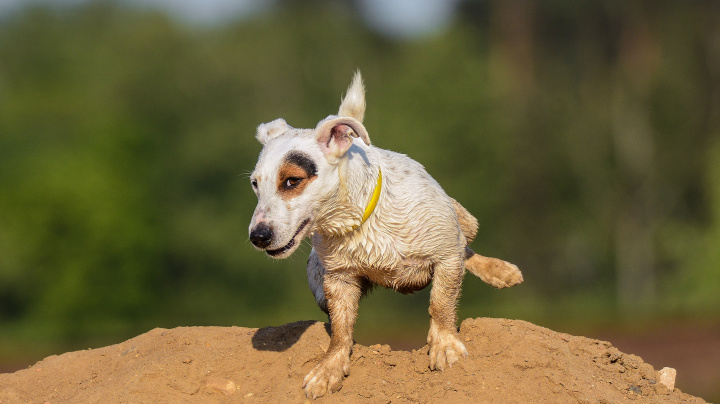 Nobelovky naruby: Jak dlouho močí savci nebo kde bolí žihadlo nejvíc