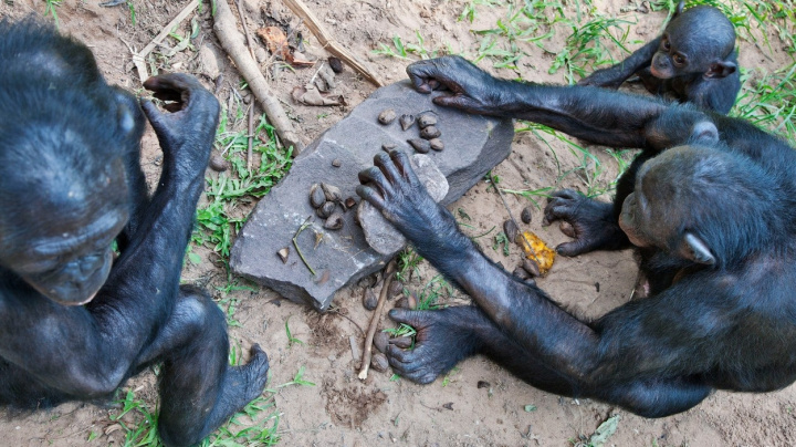 Opice užívají kamenné nástroje tisíce let, zjistili archeologové