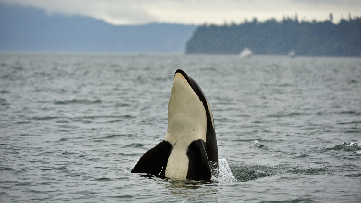 U Zélandu vznikne nová rezervace. Ochrání delfíny a velryby