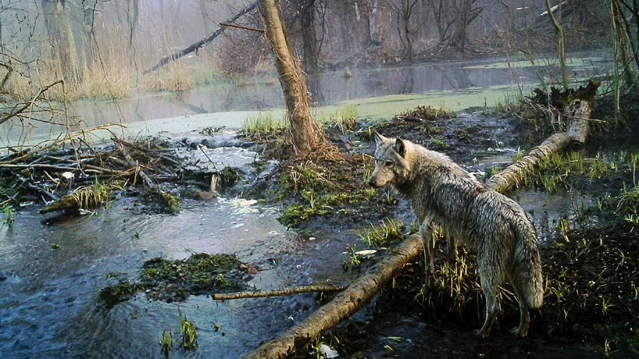 Vlci v Černobylu? Radioaktivita škodí přírodě méně než lidská přítomnost
