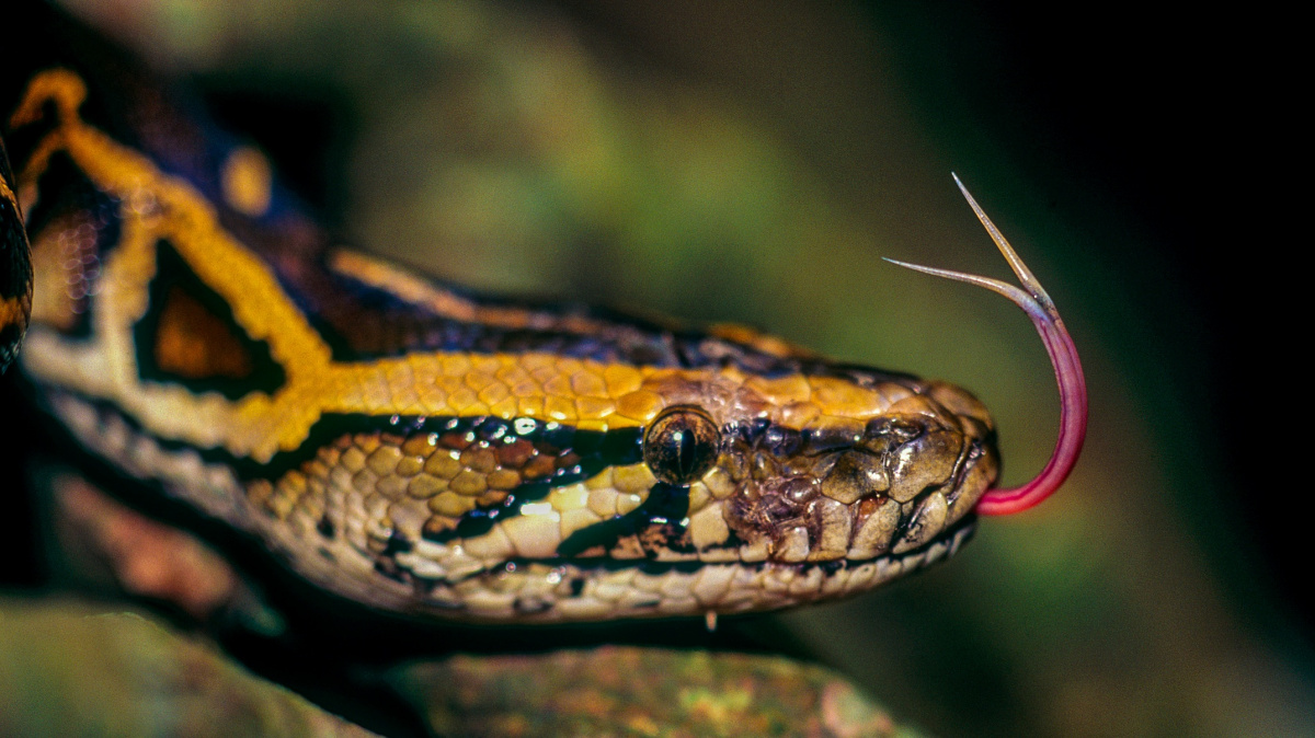 Proč mají hadi geny pro tvorbu končetin? Vědci odhalili jejich lechtivé tajemství