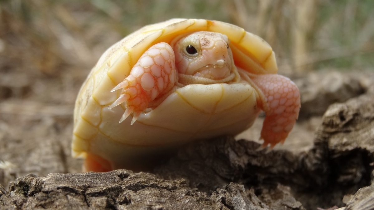 Ve francouzském parku se vylíhl vzácný želví albín!