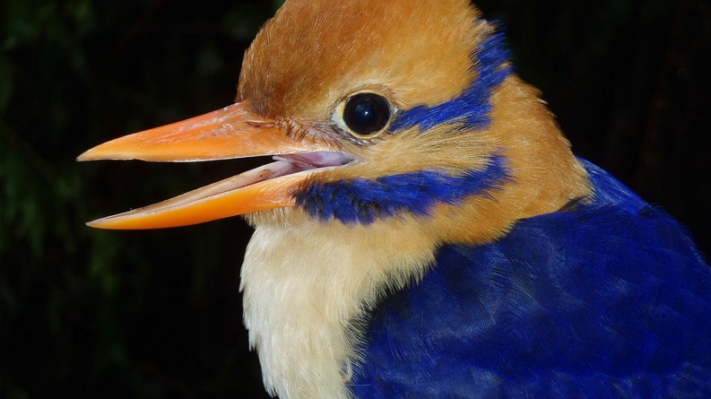 Hysterie kolem mrtvého ledňáčka. Udělal zoolog dobře?