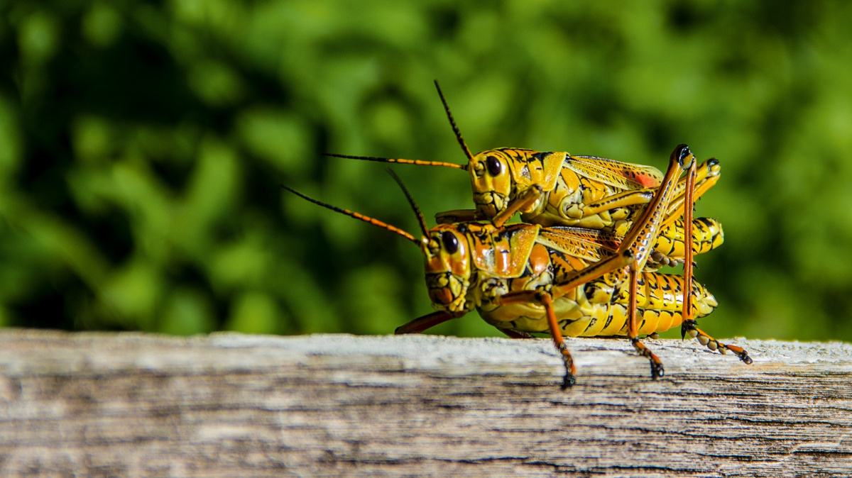 Originální věno: Cvrčci neobětují samičkám sebe, ani někoho jiného. Co jim nosí?
