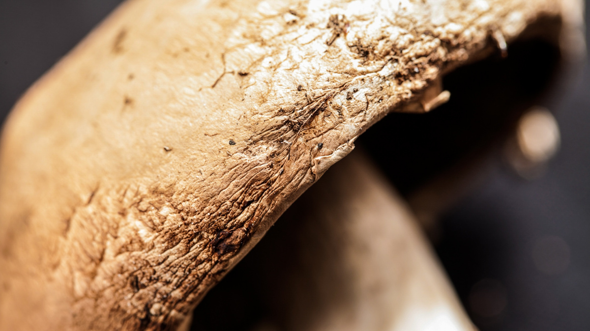 Budeme používat houbové baterie?