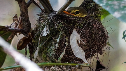 Budoucnost patří hybridům? Příbuzné druhy mohou splynout v jeden