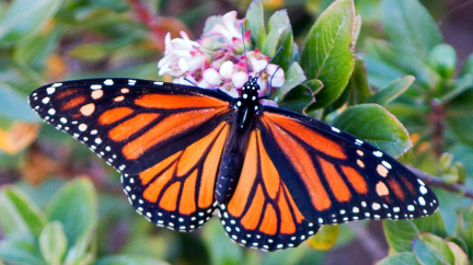 Kalifornské sucho sice ničí trávníky, ale zachraňuje motýly