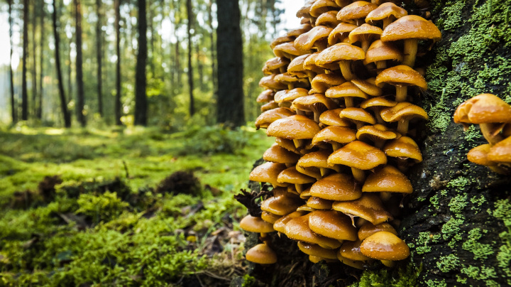 Osudové spojení: Za úspěchem rostlin stojí pradávná aliance s houbami