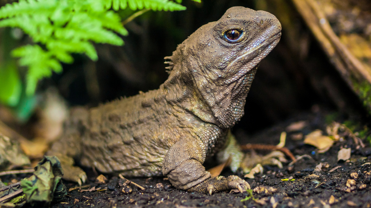 Kdo měl první penis? Evoluční záhada vyřešena