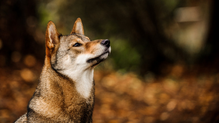 Pochází pes z Asie? Nové analýzy ukazují na podhůří Himaláje
