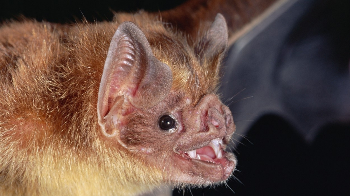 Upíři se dokážou podělit o krev s vyhladovělými 'kamarády'