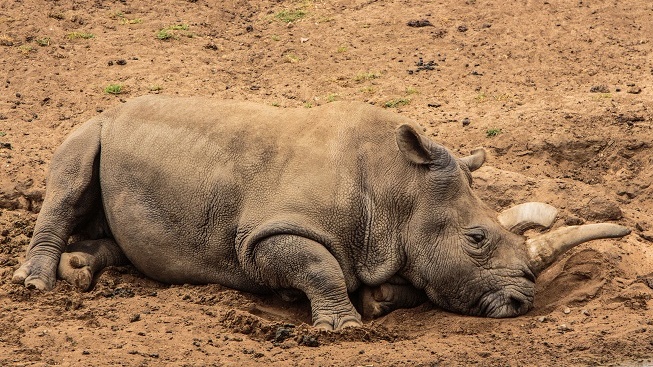 Na světě zbyli už jen tři nosorožci severní bílí