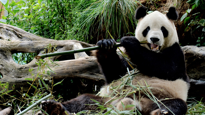 V pražské zoo by se mohly objevit pandy