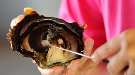 Černé perly z Tahiti ztrácí lesk a velikost. Ohrožuje je oteplování oceánu