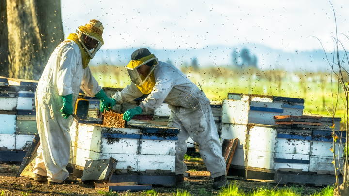 Nejstarším společníkem zemědělce je… včela?