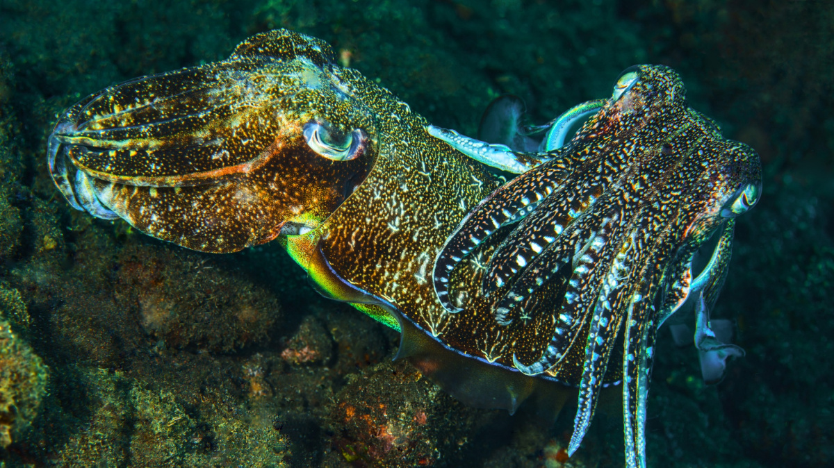 Vychytaná obrana: Sépie si zacpe žábry a žralok si jí nevšimne