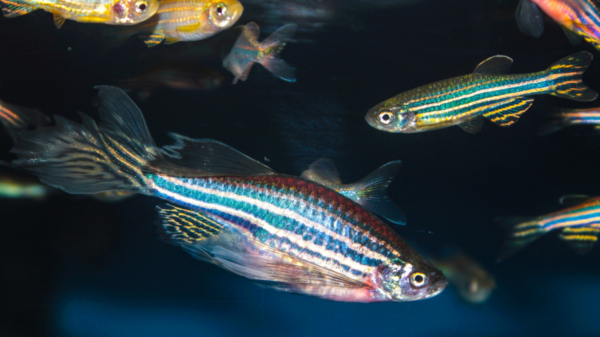 Na skok v rybí hlavě: Ryby mají emoce a možná i základy vědomí