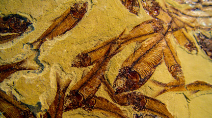 Liliputánský efekt: Po hromadných vymíráních zřejmě prosperují drobné druhy