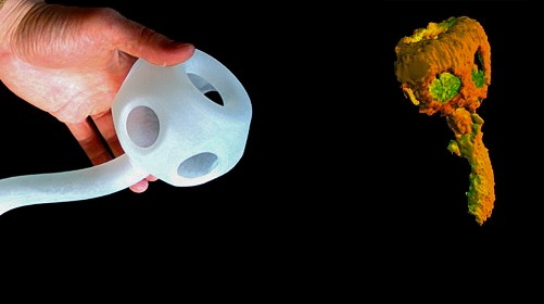 Pravěké 'pohárky' vrhají nové světlo na evoluci mnohobuněčných